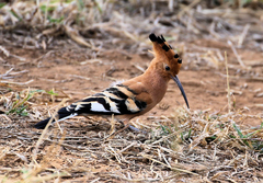 Upupa epops africana