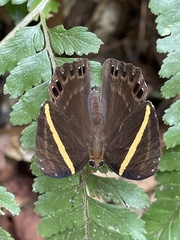 Abisara fylla