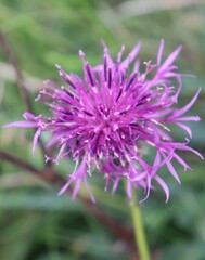 Centaurea scabiosa
