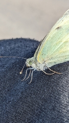 Pieris brassicae