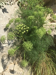 Portenschlagiella ramosissima