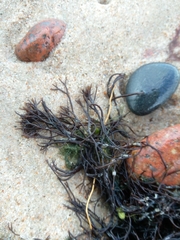 Furcellaria lumbricalis