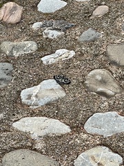 Papilionoidea