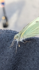 Pieris brassicae