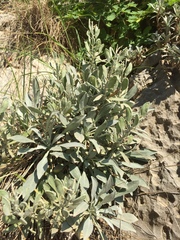 Resetnikia triquetra
