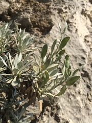 Resetnikia triquetra