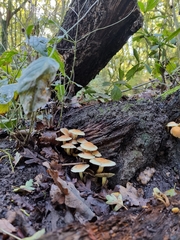 Hypholoma fasciculare