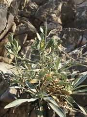 Resetnikia triquetra