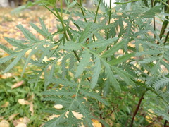 Tanacetum vulgare