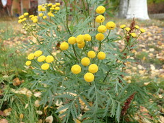 Tanacetum vulgare