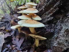 Hypholoma fasciculare