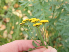 Tanacetum vulgare