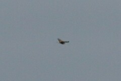 Buteo lagopus