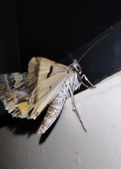 Melipotis perpendicularis