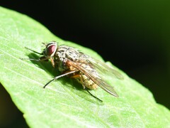 Phaonia valida