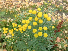 Tanacetum vulgare