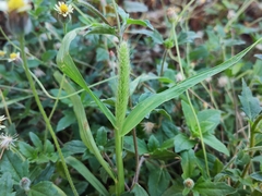 Setaria parviflora
