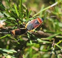 Dindymus versicolor