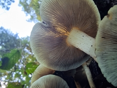 Hypholoma fasciculare