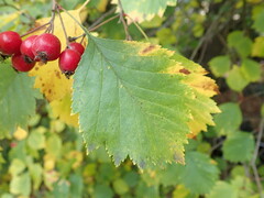 Crataegus