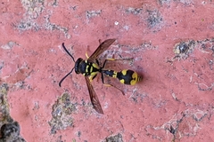 Eumenes mediterraneus