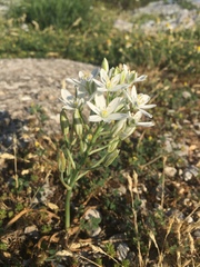Ornithogalum comosum