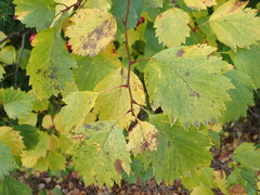 Crataegus