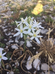 Ornithogalum comosum