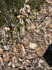 Acacia aculeatissima