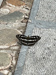 Nymphalidae