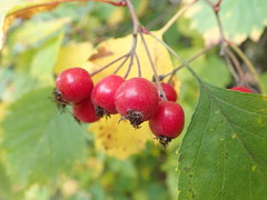 Crataegus