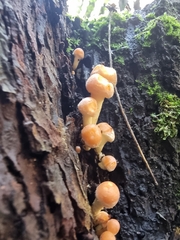 Hypholoma fasciculare