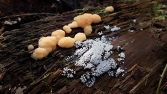 Sphaerosporium lignatile