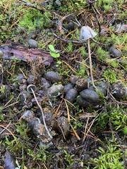 Protostropharia alcis