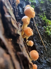 Hypholoma fasciculare