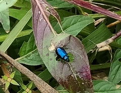 Chrysomelidae