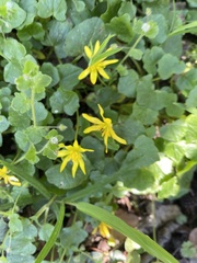 Ficaria verna
