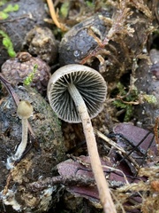 Protostropharia alcis