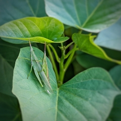 Atractomorpha similis