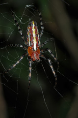 Alpaida grayi