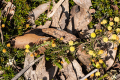 Acacia aculeatissima