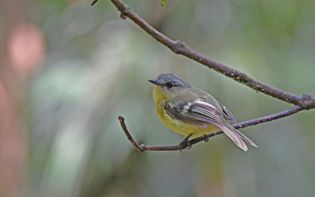 Handsome Flycatcher (Nephelomyias pulcher) photo