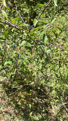Prunus spinosa