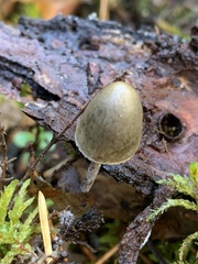 Protostropharia alcis