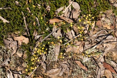 Acacia aculeatissima