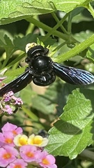 Xylocopa violacea