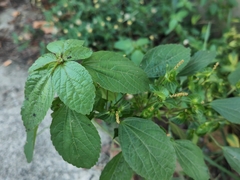Acalypha australis
