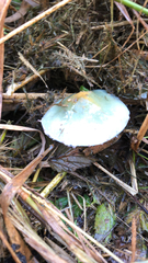 Stropharia aeruginosa