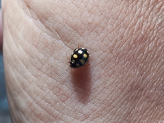 Coccinula quatuordecimpustulata