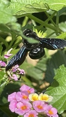 Xylocopa violacea